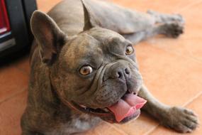 Dog Bulldog French