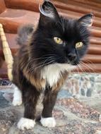 Cat Black White
