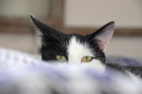 Cat Paw Mieze Domestic