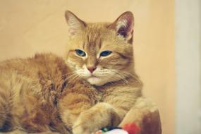 Cat Red Red-Headed