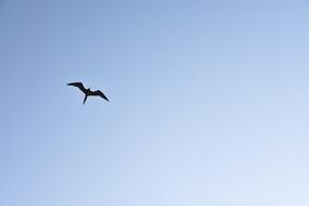Bird Nature Birds
