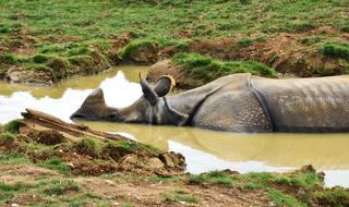 Rhino Africa Animal