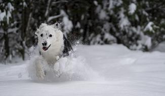 Dog Snow Play