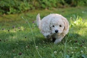 Puppy Poodle Miniature
