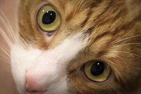 Cat Portrait Eyes