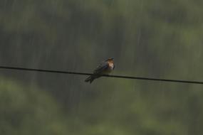Swallow Rain Bird