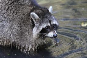 Raccoon Bear Furry North