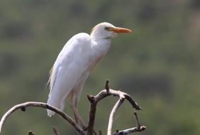 Bird Nature Animal