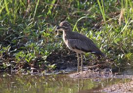 Bird Nature Animal