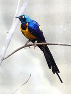 Colorful Bird on tree branch in Nature