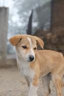 small Dog at Winter Morning