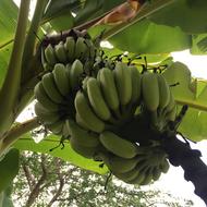 Unripe green bananas on a tree