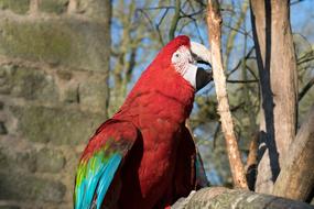 Bird Parrot Colorful