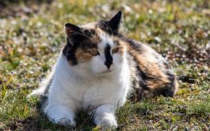 Cat Mammal Animal