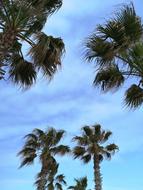 Palm Tree Green