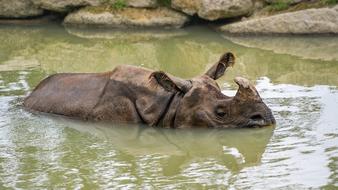 Rhinoceros Water Mare