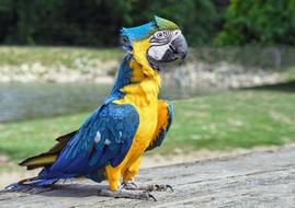 Parrot Ara Bird Blue