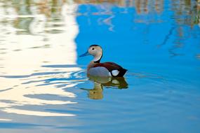 Duck Bird Nature