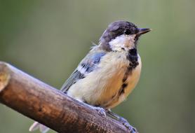 Tit Bird Songbird Small