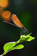 Dragonfly Insect Nature