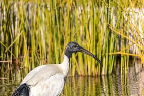 wild bird in a pond