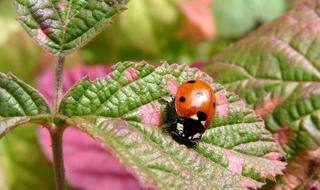 Animal Animals Insect