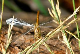 green dragonfly in the grass