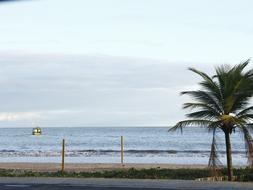 Beach Sol Coconut tree