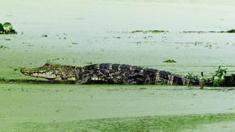 Alligator Animal Bayou