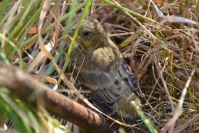Bird Branching Close
