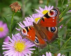 Peacock Butterfly