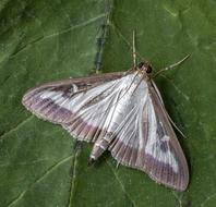 Box Tree Moth Insect Macro