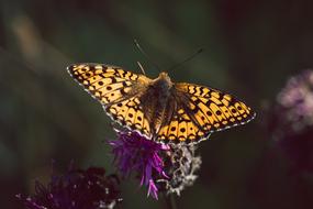 orange Butterfly Fritillary Edelfalter