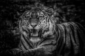 Tiger Black White And