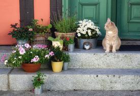 Cat at House Input