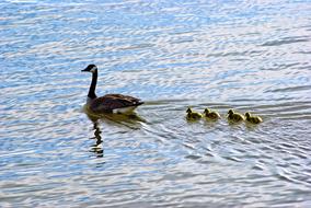 Lake Dardanelle Geese Goose Chicks