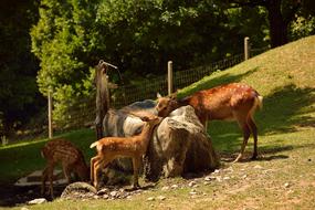 red deer in a green meadow