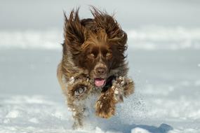 Dog Nature Animal