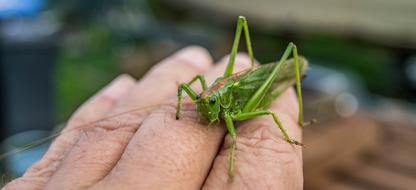 Viridissima Grasshopper Close Up