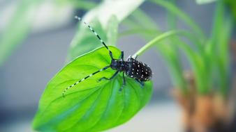 Beetles Insect Plant