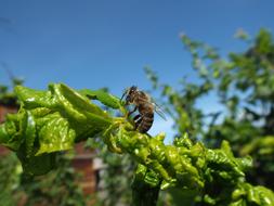 Bee Insect Nature
