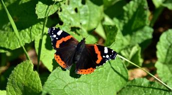 Butterfly Colorful Insect
