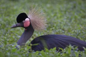 Black Crowned Crane Pretty Bird
