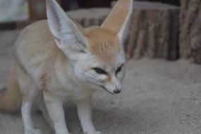 little sand fox
