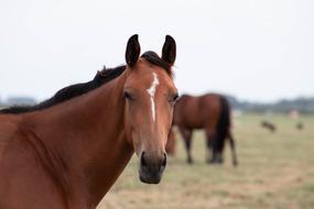Horse Horses Animal