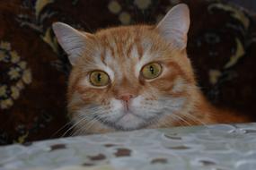 Cat Redhead Full Face