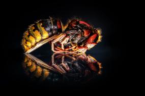 Hornet Hornets Queen Winter