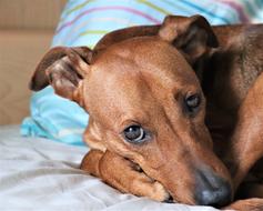 Dog Portrait Lie