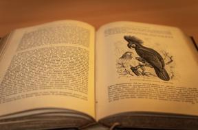 Beautiful, open, antique book, with the image of the bird and text