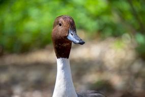 Duck Running Animal
